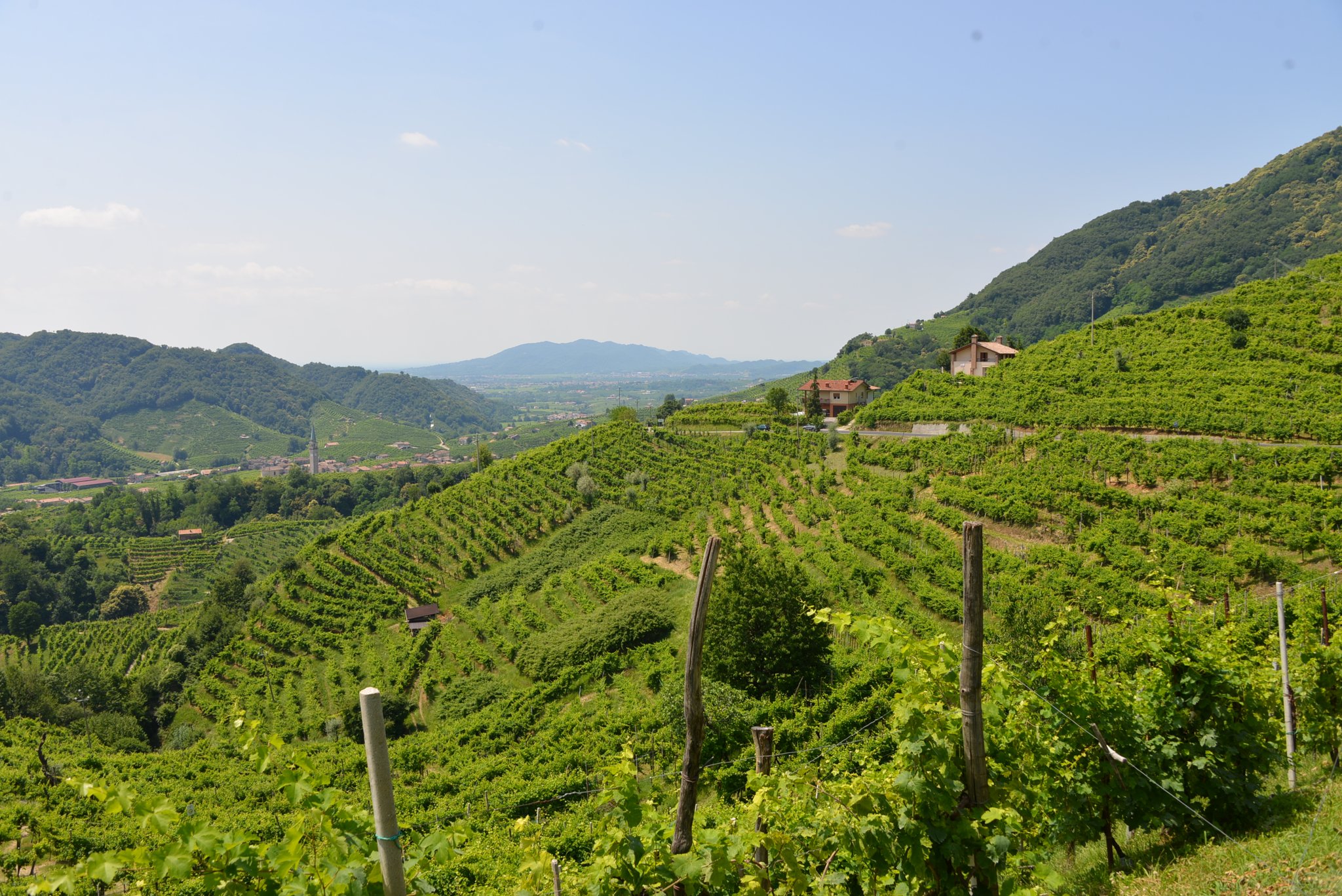 Collines de vignes en terrasses autour de Valdobbiadene, terre du Prosecco Superiore