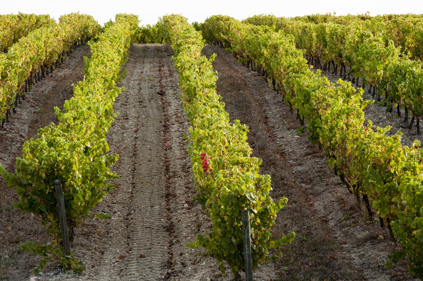 Rangs de vigne dans le vignoble gaillacois