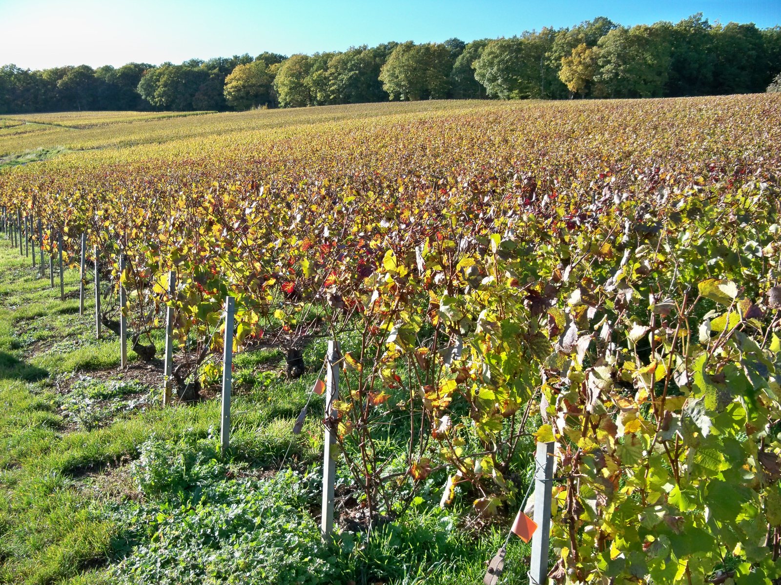 Vignes aux couleurs d'automne sur le coteau de Montgueux, près de Troyes