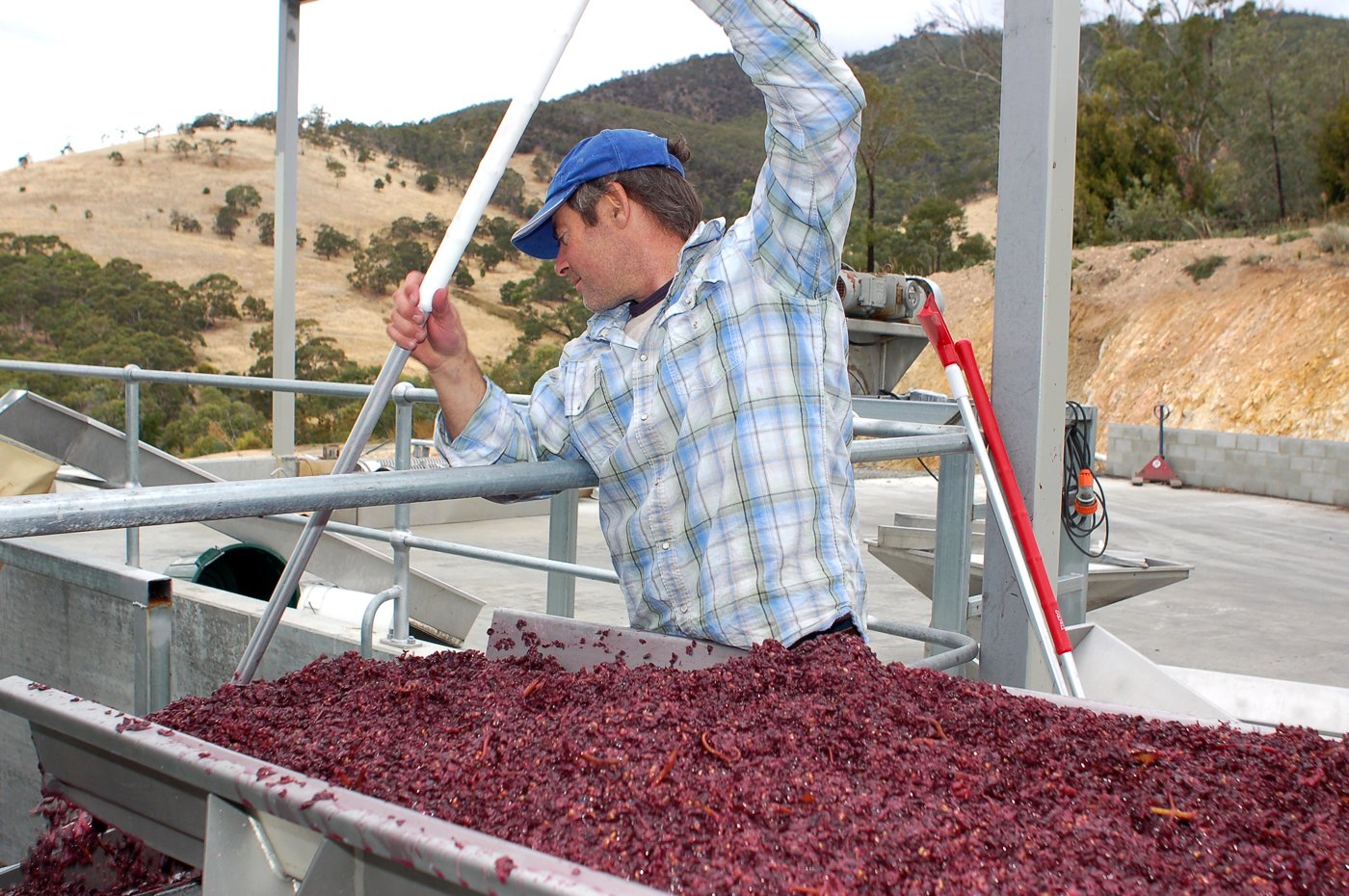 Un vigneron fait descendre la vendange rouge foulée vers la cuve de fermentation