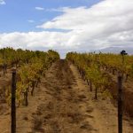 El Niño pourrait devenir exceptionnel : la NOAA alerte, les vignerons du Chili, de Californie et d’Afrique du Sud se préparent