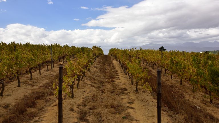 El Niño pourrait devenir exceptionnel : la NOAA alerte, les vignerons du Chili, de Californie et d&rsquo;Afrique du Sud se préparent