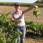 Blancs doux 2026 : le Sud-Ouest vendange dès septembre