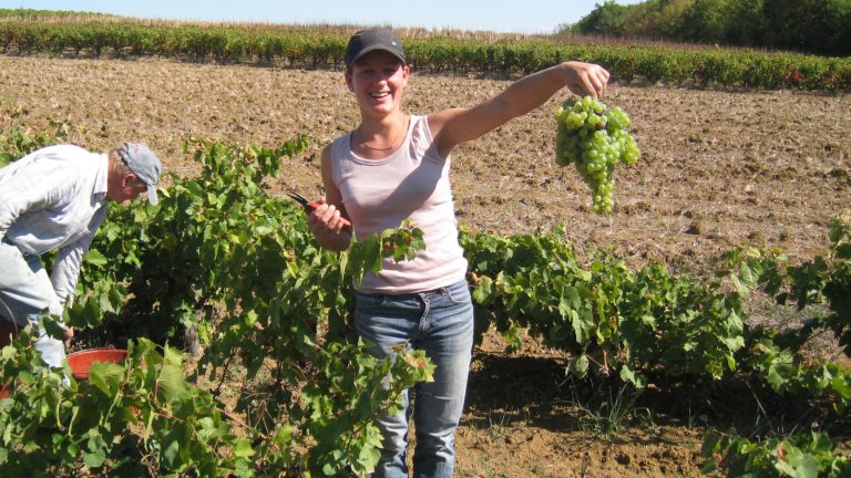 Blancs doux 2026 : le Sud-Ouest vendange dès septembre