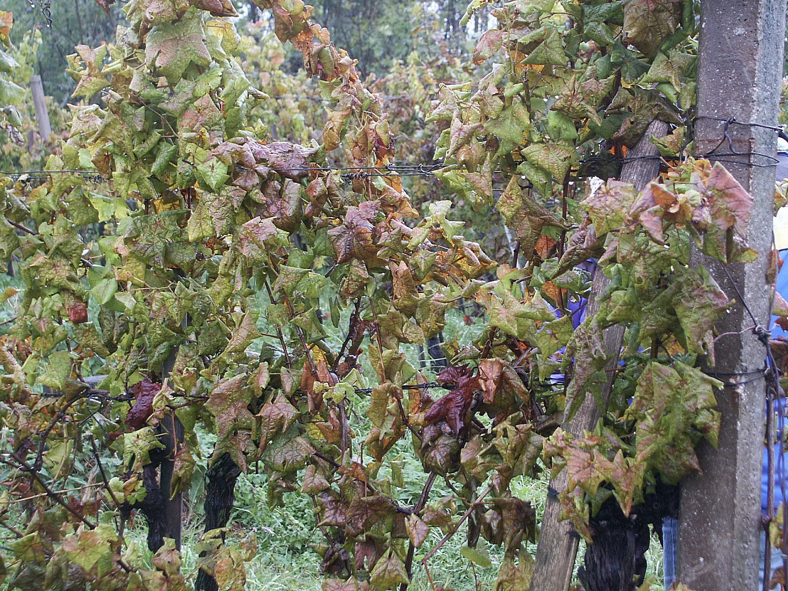 Feuilles de vigne rougies et enroulées par la flavescence dorée sur un cépage noir