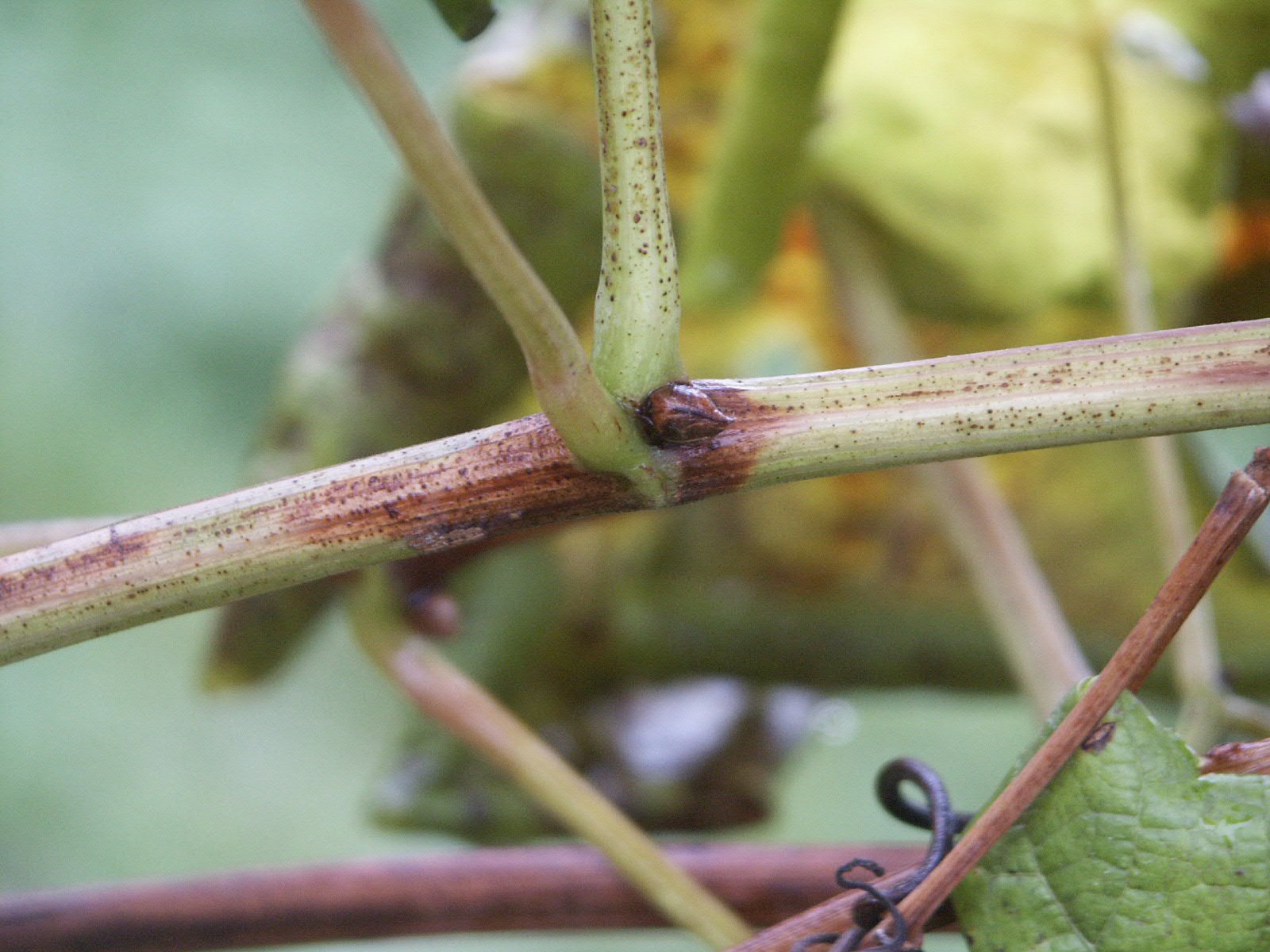 Rameau de vigne mal aoûté, resté vert et taché de brun, symptôme de la flavescence dorée