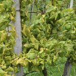 Flavescence dorée : le seuil d’arrachage des vignes pourra descendre à 10 % en 2027