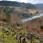 Le godello passe le million de kilos en Ribeira Sacra : l’Espagne bascule vers le blanc