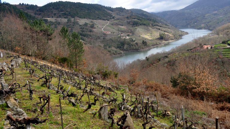 Vieilles vignes en terrasses au-dessus du canyon du Sil en Ribeira Sacra