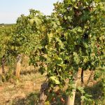 Bordeaux 2026 : « Je n&rsquo;ai jamais autant acidifié de vins », raconte un œnologue girondin