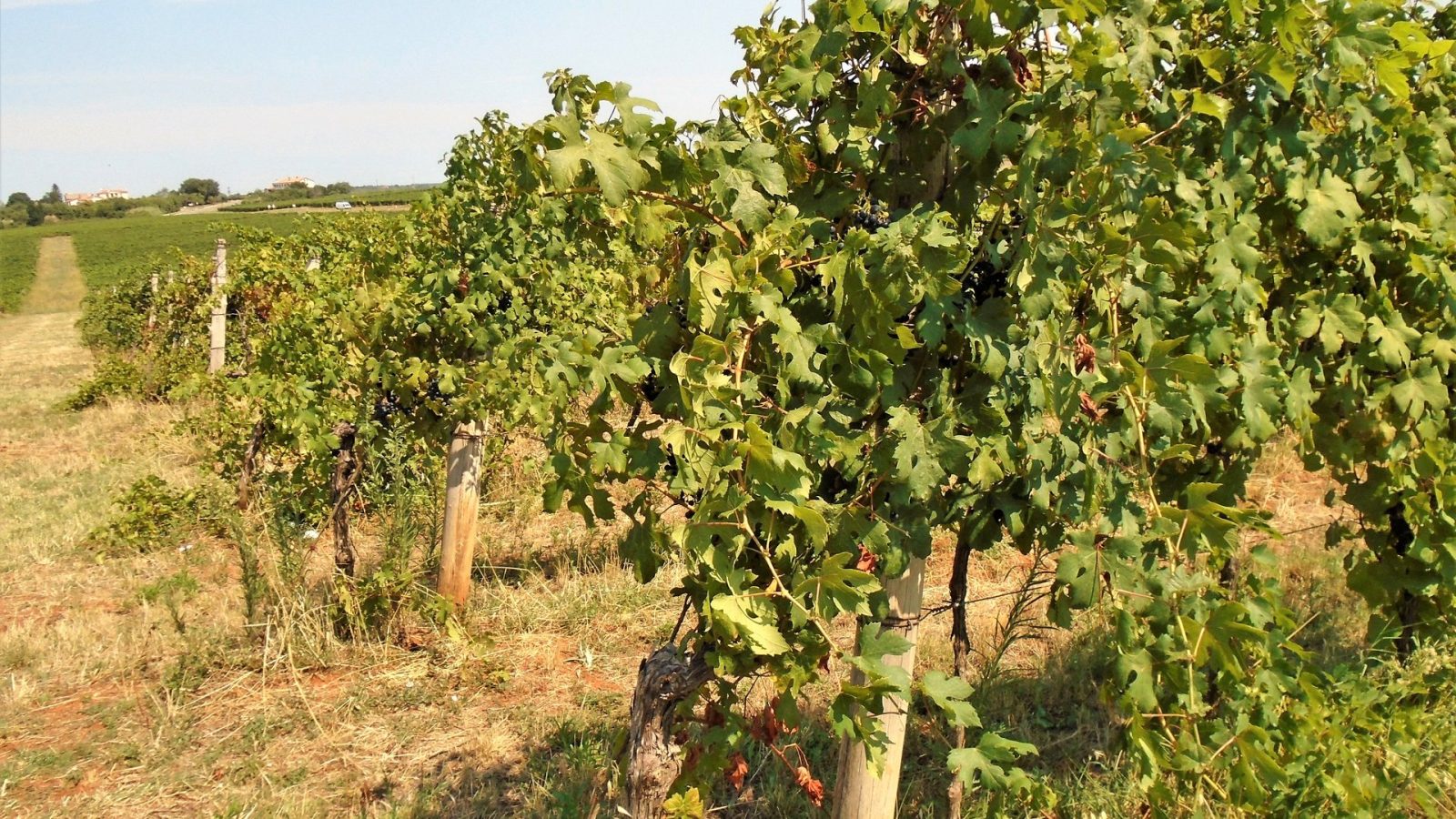 Bordeaux 2026 : « Je n&rsquo;ai jamais autant acidifié de vins », raconte un œnologue girondin