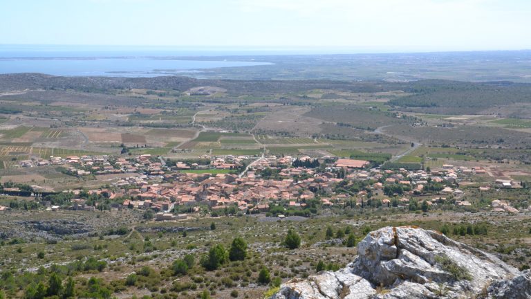 Vignes arrachées : dans le Roussillon, un vigneron plante un arbuste mexicain qui produit du latex