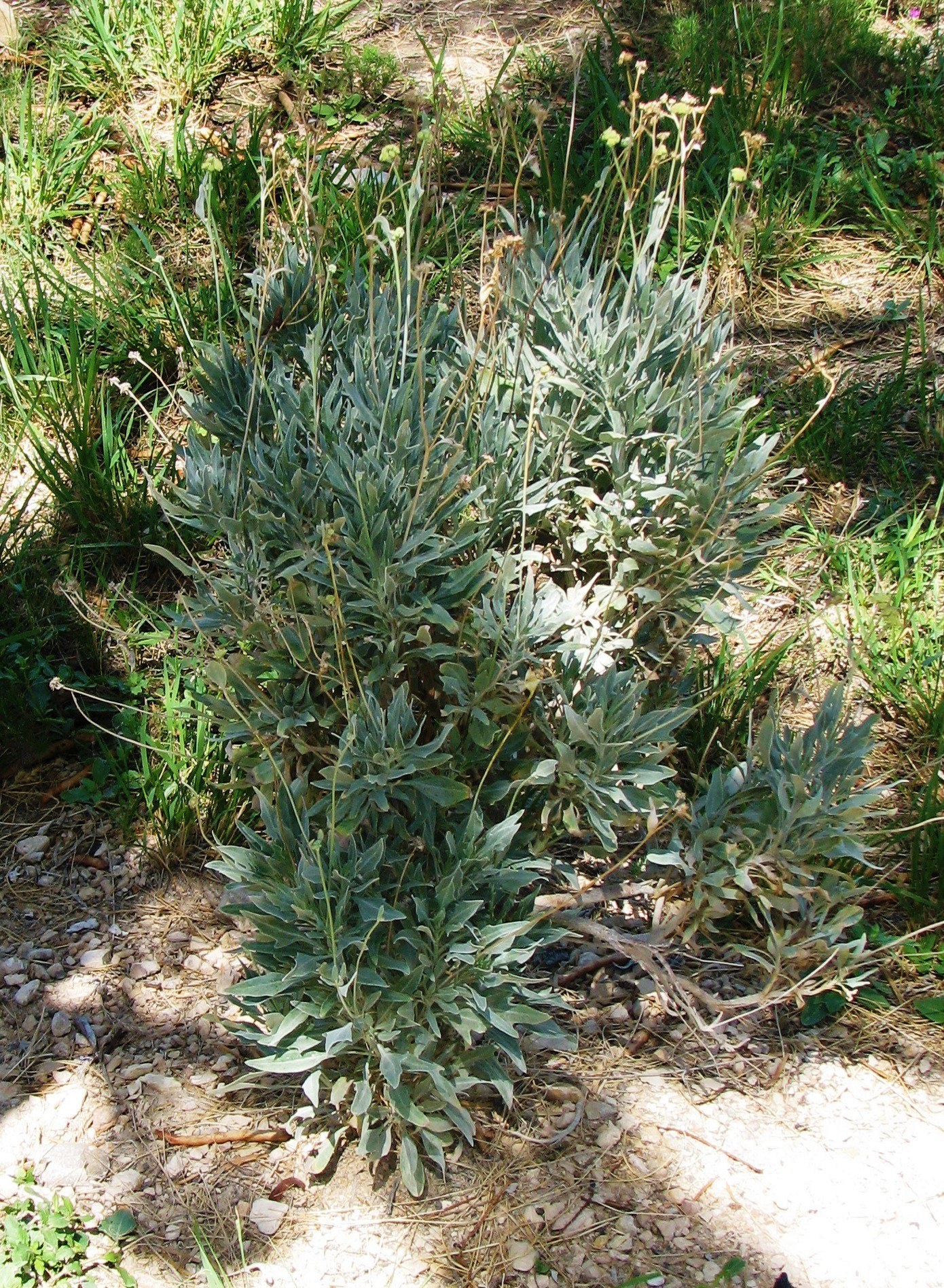Plant de guayule aux feuilles gris argenté
