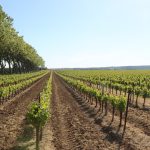 Languedoc-Roussillon 2026 : 20 % de vin en plus, le vignoble qui retient la récolte française