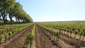 Languedoc-Roussillon 2026 : 20 % de vin en plus, le vignoble qui retient la récolte française