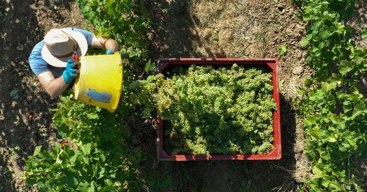 Raisins blancs versés dans une caisse pendant les vendanges du Muscadet