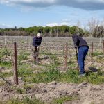 Aides européennes au vin : les États de l’UE maintiennent le soutien au vin, le Modef propose 400 € à l’hectare