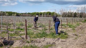 Aides européennes au vin : les États de l&rsquo;UE maintiennent le soutien au vin, le Modef propose 400 € à l&rsquo;hectare