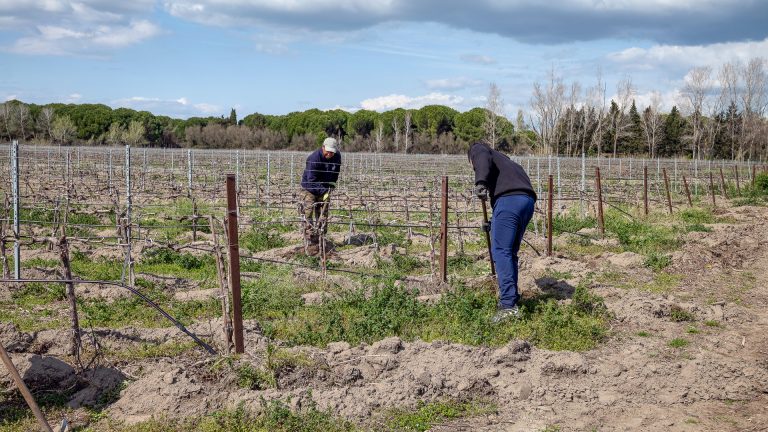 Aides européennes au vin : les États de l&rsquo;UE maintiennent le soutien au vin, le Modef propose 400 € à l&rsquo;hectare