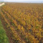 12 milliards pour le patrimoine du vin ? Les deux chiffres qu’il ne faut pas additionner