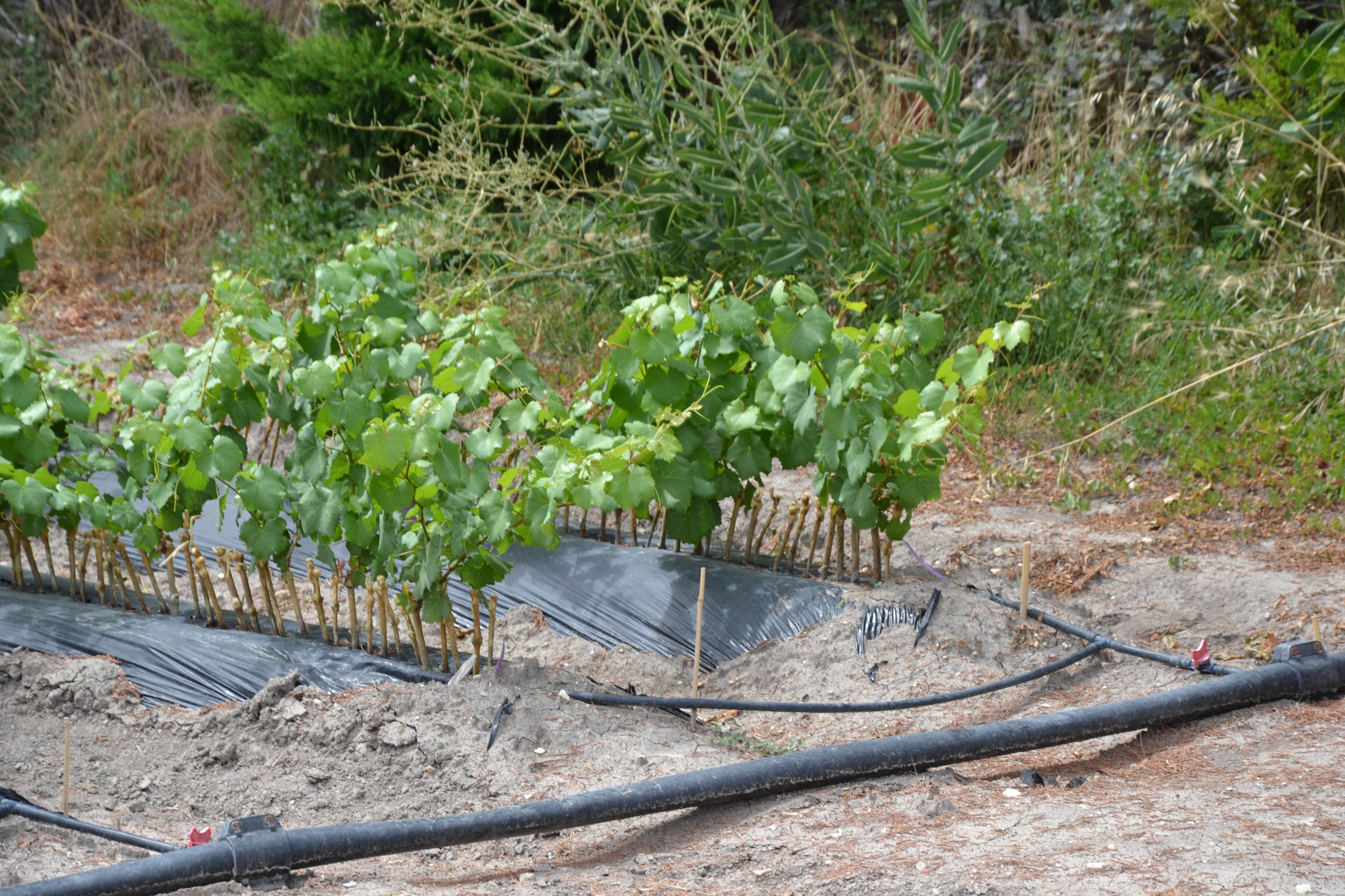 Jeunes plants de vigne feuillus en pépinière