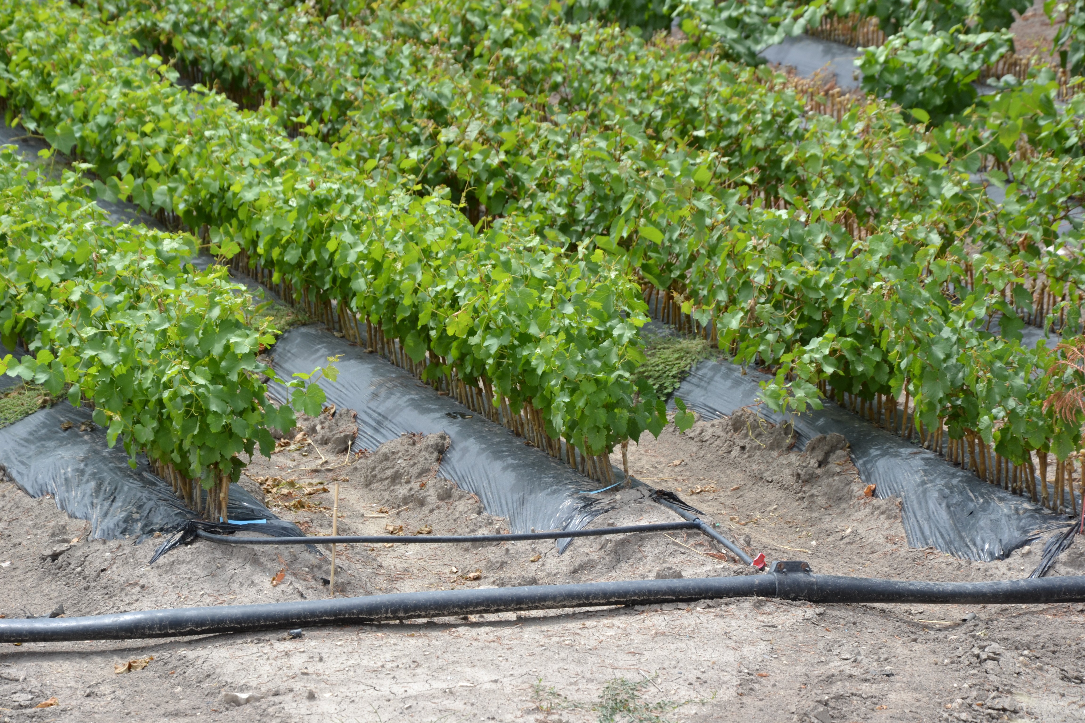 Rangs de jeunes plants de vigne en pépinière