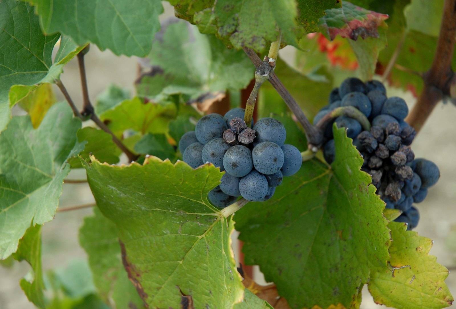 Grappes de croatina mûres sur la vigne, dans l'Oltrepò Pavese