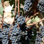 Même vignoble, vins différents : chaque cépage arrive au chai avec ses propres levures