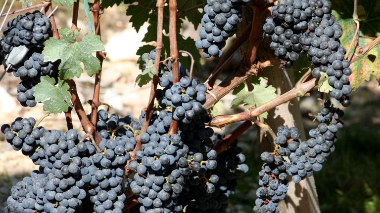 Même vignoble, vins différents : chaque cépage arrive au chai avec ses propres levures