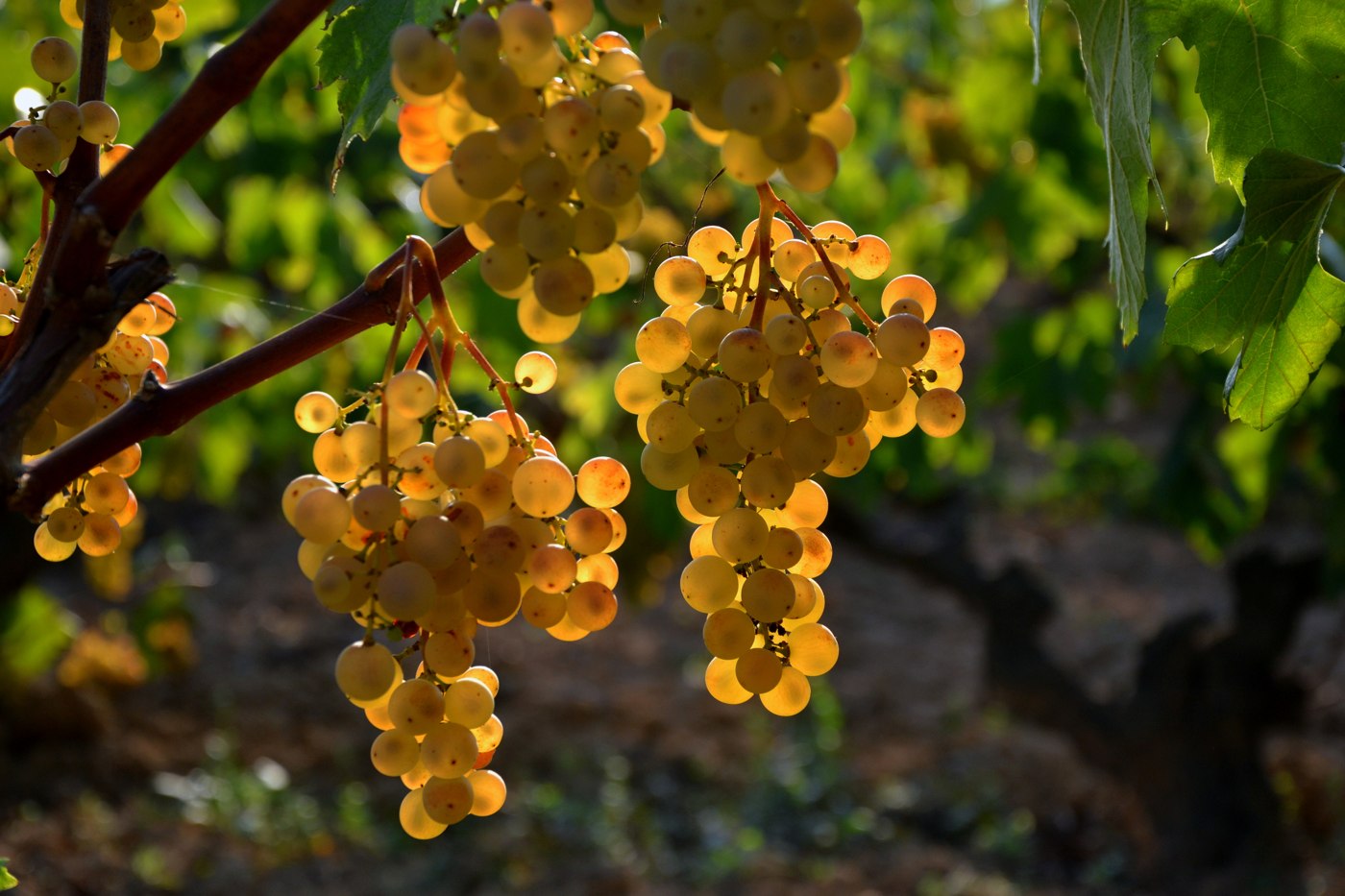 Grappes de raisin mûres sur la vigne, photo d'illustration