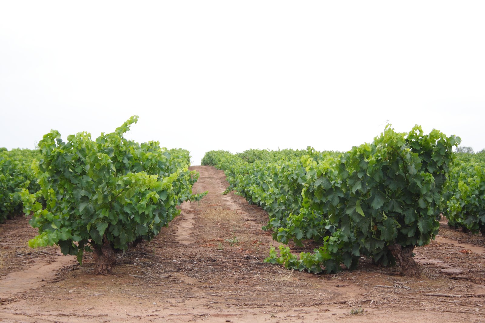 Rangs de vignes en gobelet sur sol argileux rouge dans le vignoble de la Rioja