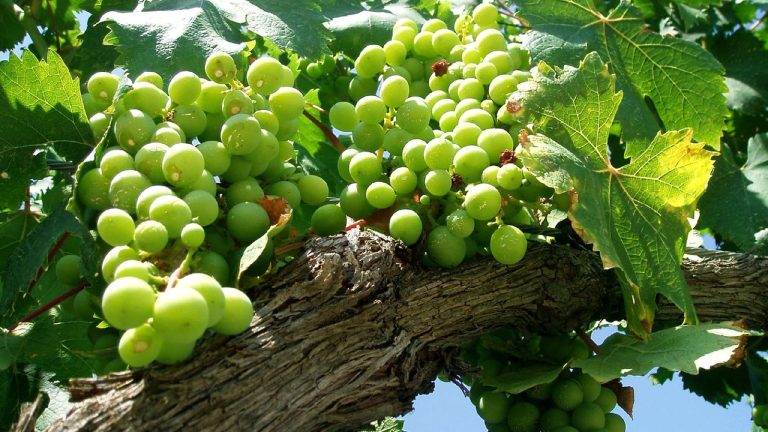 Navarre 2026 : la vendange la plus précoce de son histoire, 43,55 millions de kilos déjà récoltés Grappes de raisin dans une vigne de Santacara en Navarre