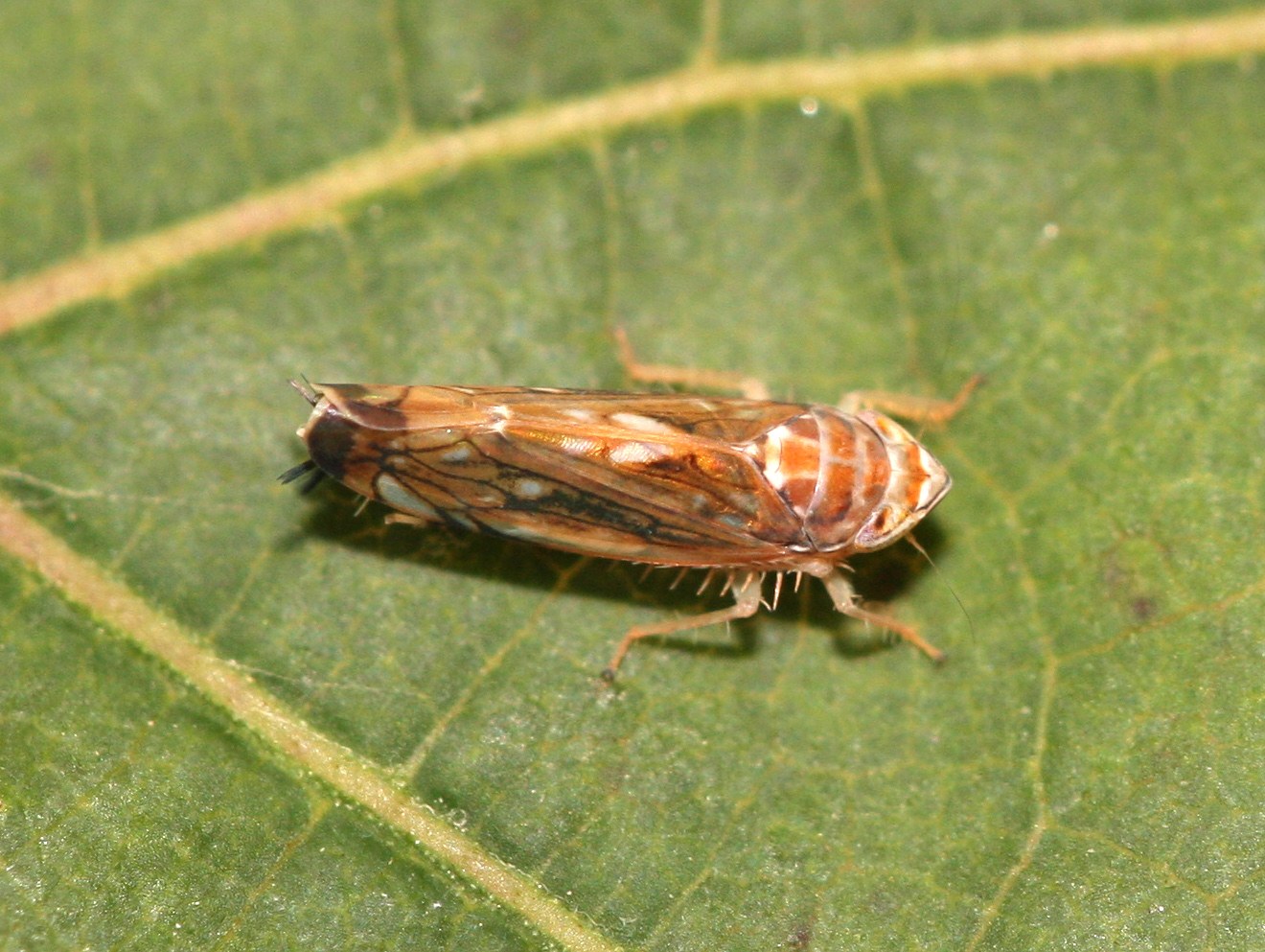Cicadelle Scaphoideus titanus posée sur une feuille de vigne