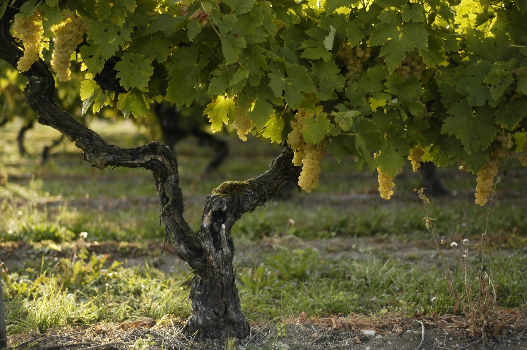 Grappes d'ugni blanc mûres sur un pied de vigne en Grande Champagne