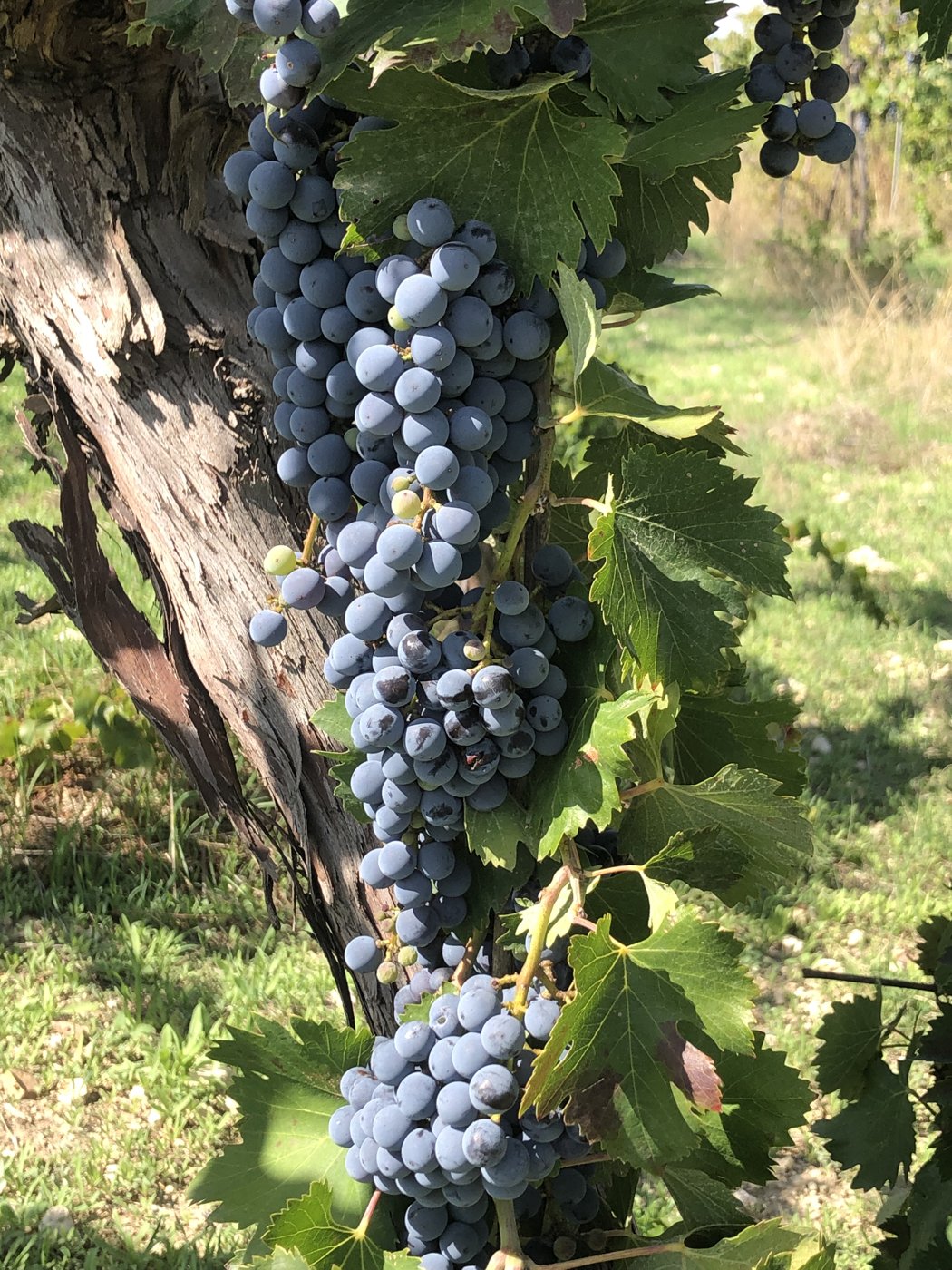 Grappes de nero d'avola mûres sur un vieux cep à Grotte, province d'Agrigente