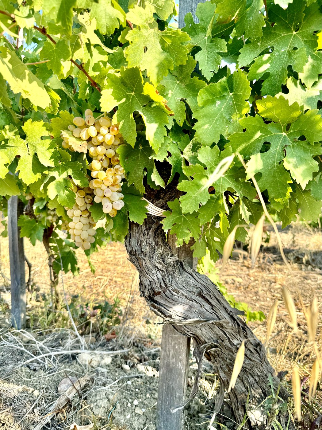 Vieux cep d'inzolia chargé de grappes blanches à Menfi, en Sicile