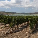 La Sicile sacrée région viticole de l’année 2026 par Wine Enthusiast, pendant que ses vignerons crient à l’aide