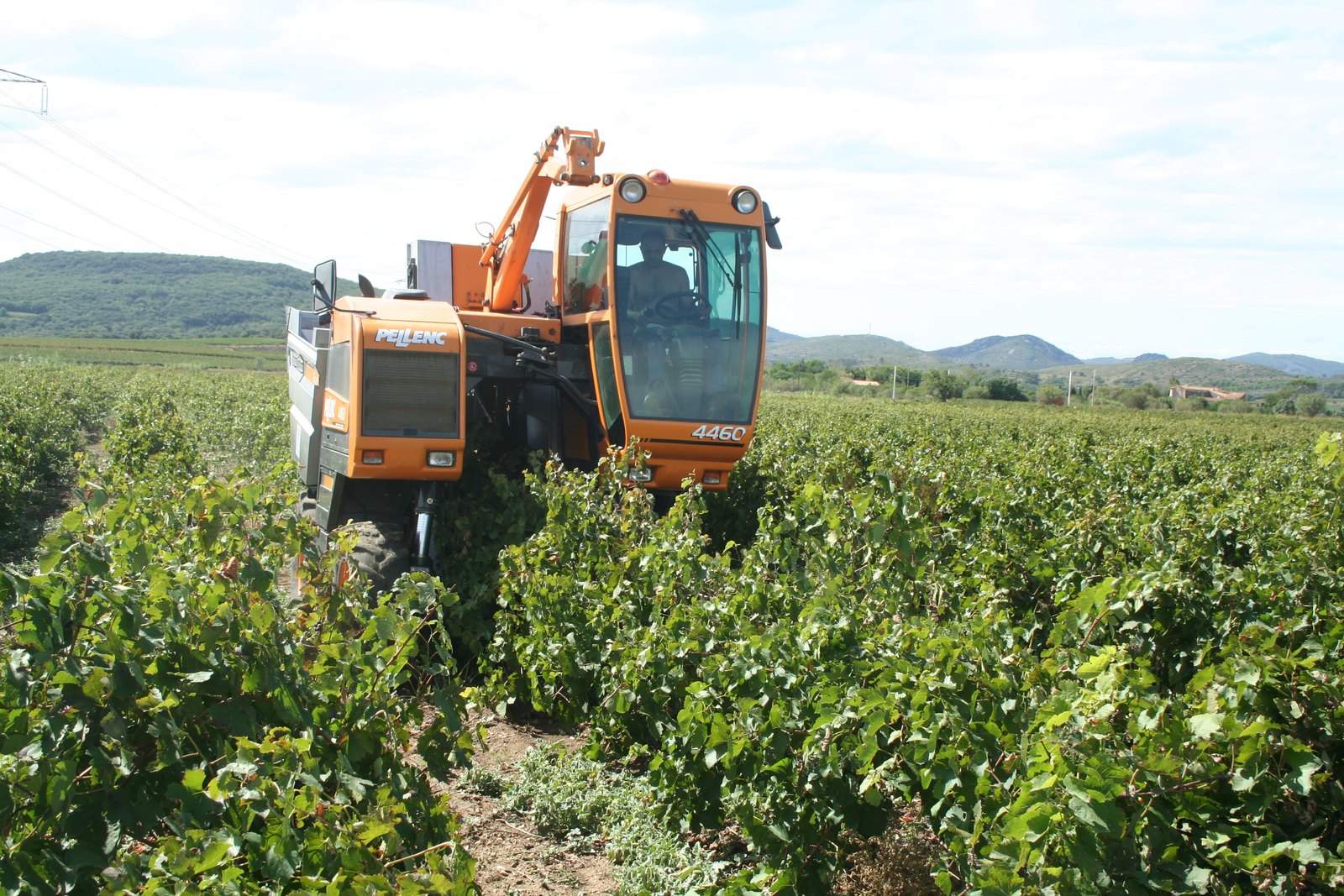 Machine à vendanger dans les vignes de Fontès, dans l'Hérault