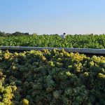 Loire 2026 : dans trois vignobles, les premiers jus sont riches, la fraîcheur se joue à la parcelle