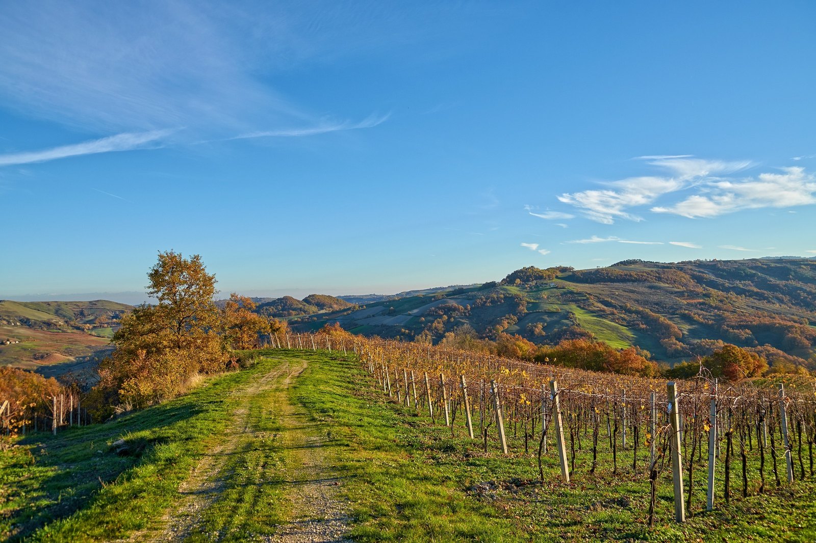 Rangs de vignes aux couleurs d'automne sur les collines de l'Oltrepò Pavese