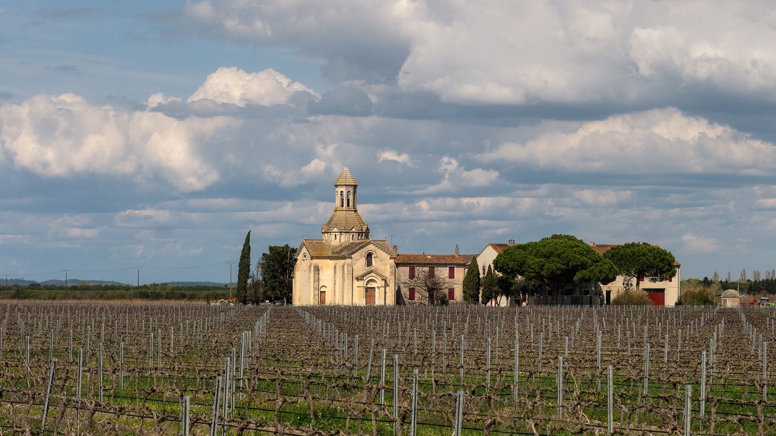 Rangs de vignes taillées devant la chapelle de Montcalm à Vauvert, dans le Gard
