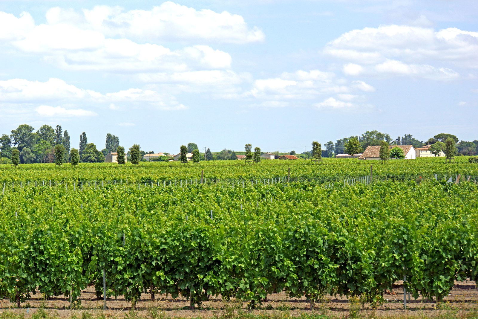 Rangs de vignes dans un paysage viticole français