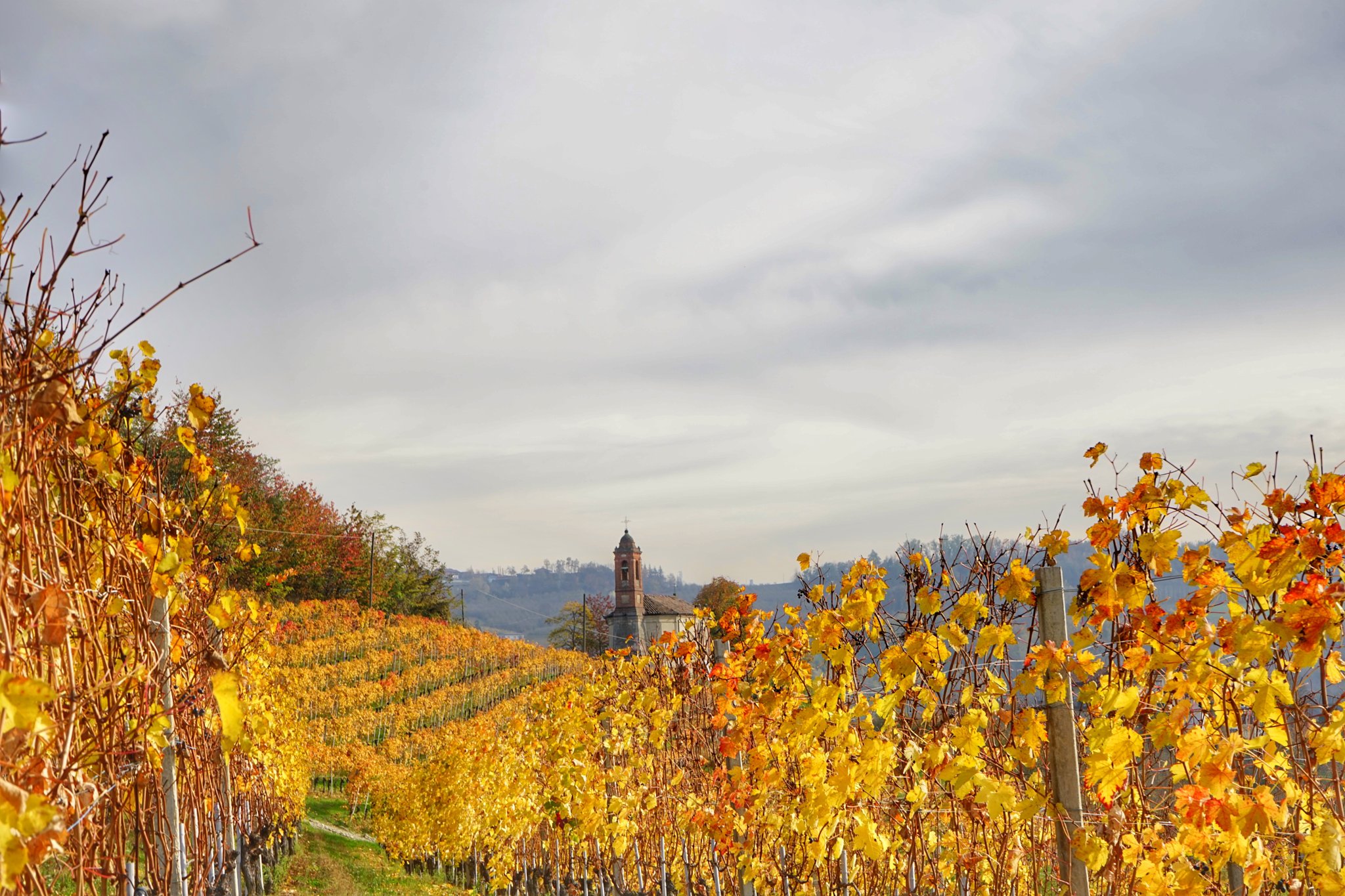 Vignes aux feuilles dorées en automne dans les Langhe, au Piémont