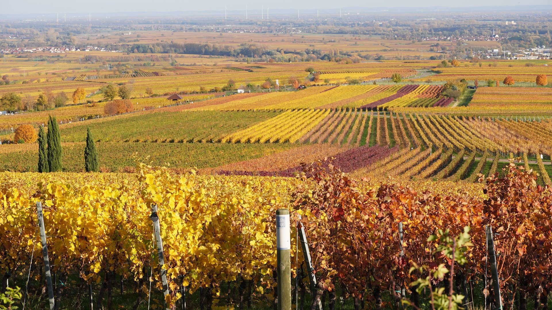 Rangs de vignes aux feuilles dorées à Sankt Martin, dans le Palatinat