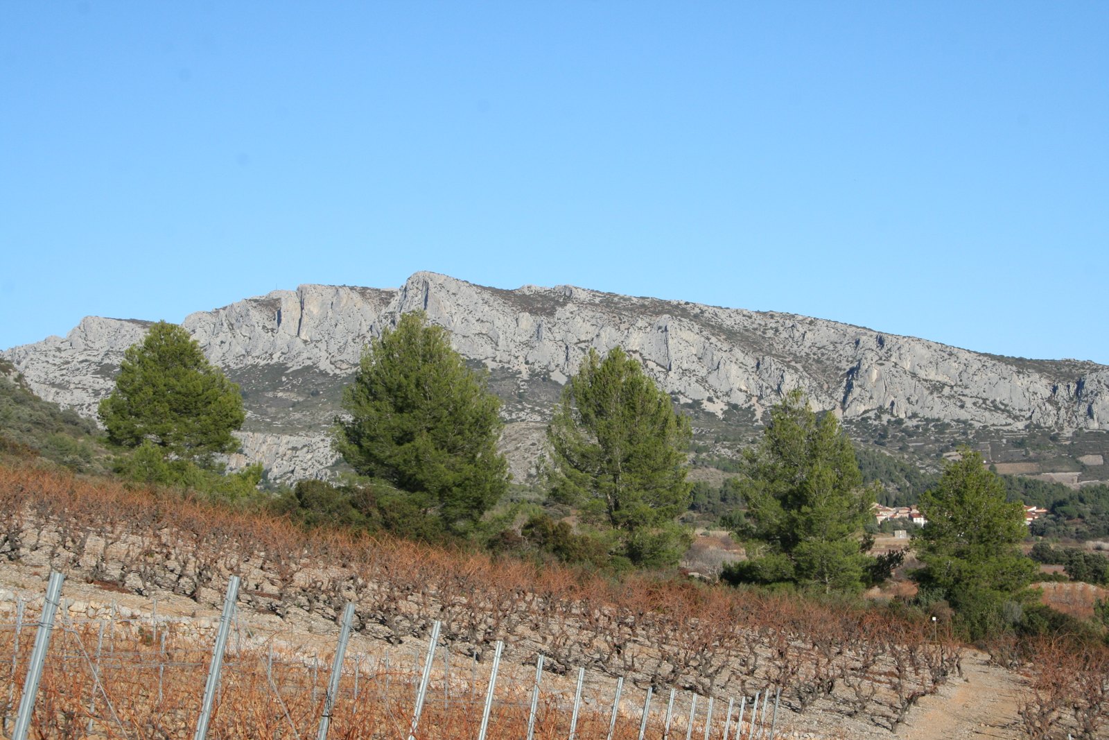 Vignes en hiver au pied des falaises calcaires de Tautavel, dans les Pyrénées-Orientales