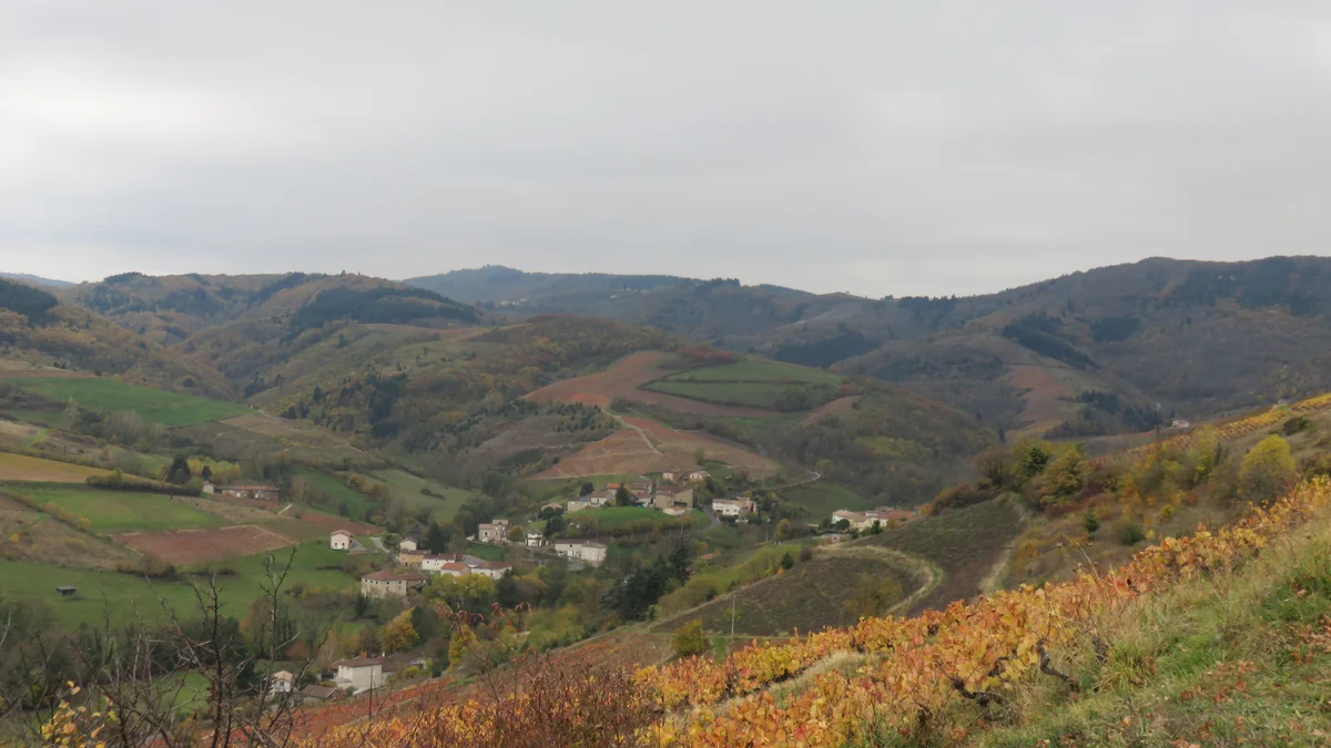 Vignoble du Beaujolais en novembre, coteaux de gamay aux couleurs d'automne
