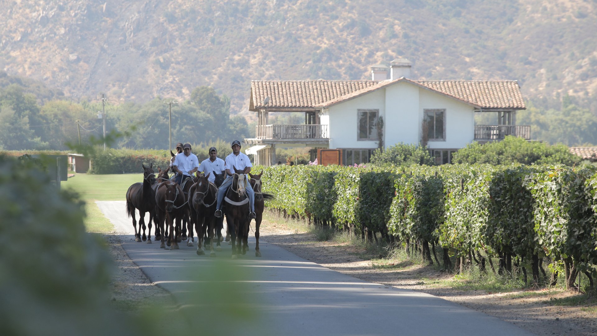 Cavaliers sur une route bordée de vignes au domaine Casa Silva, dans la vallée de Colchagua au Chili