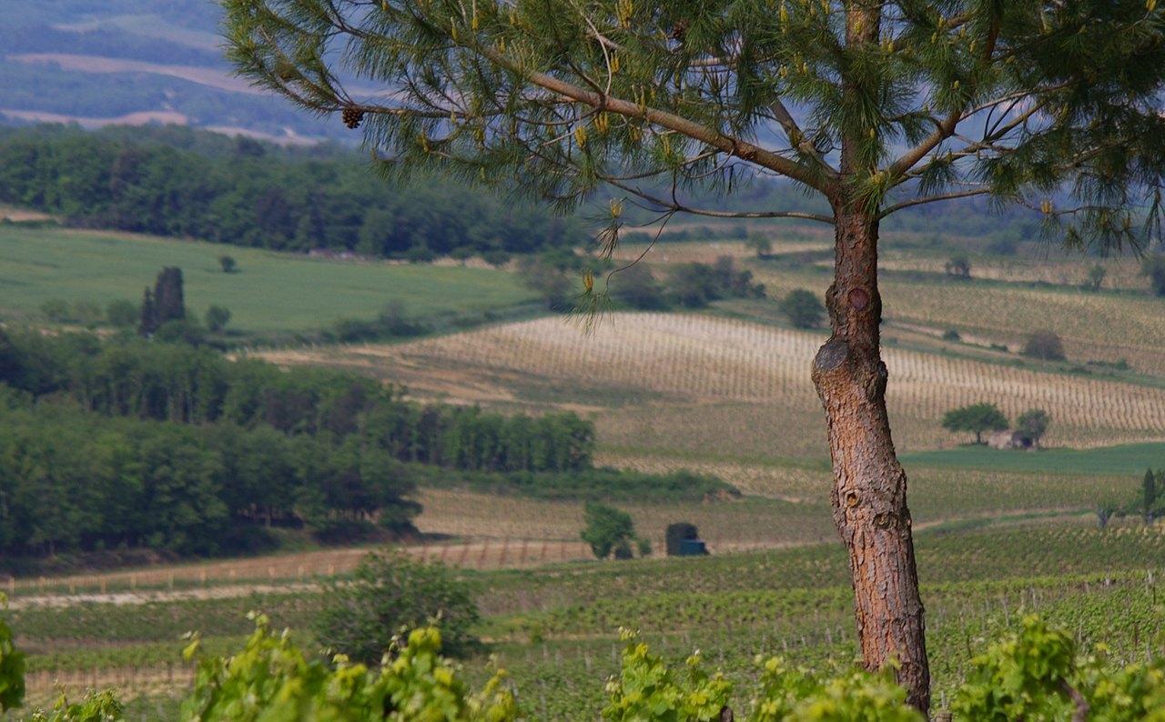 Coteaux plantés de vignes dans le vignoble de Limoux, au pied des Pyrénées audoises