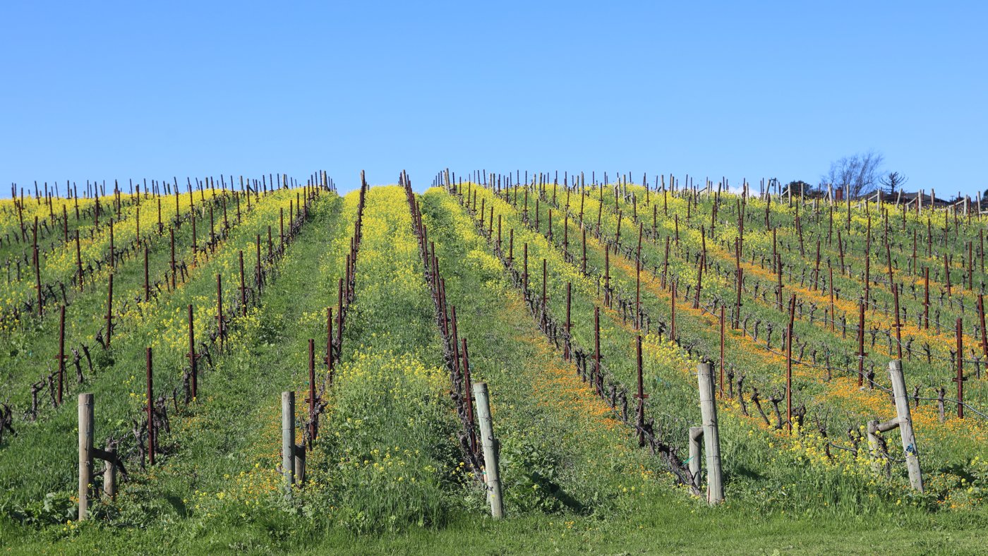 Rangs de vigne taillés entourés de fleurs jaunes au printemps