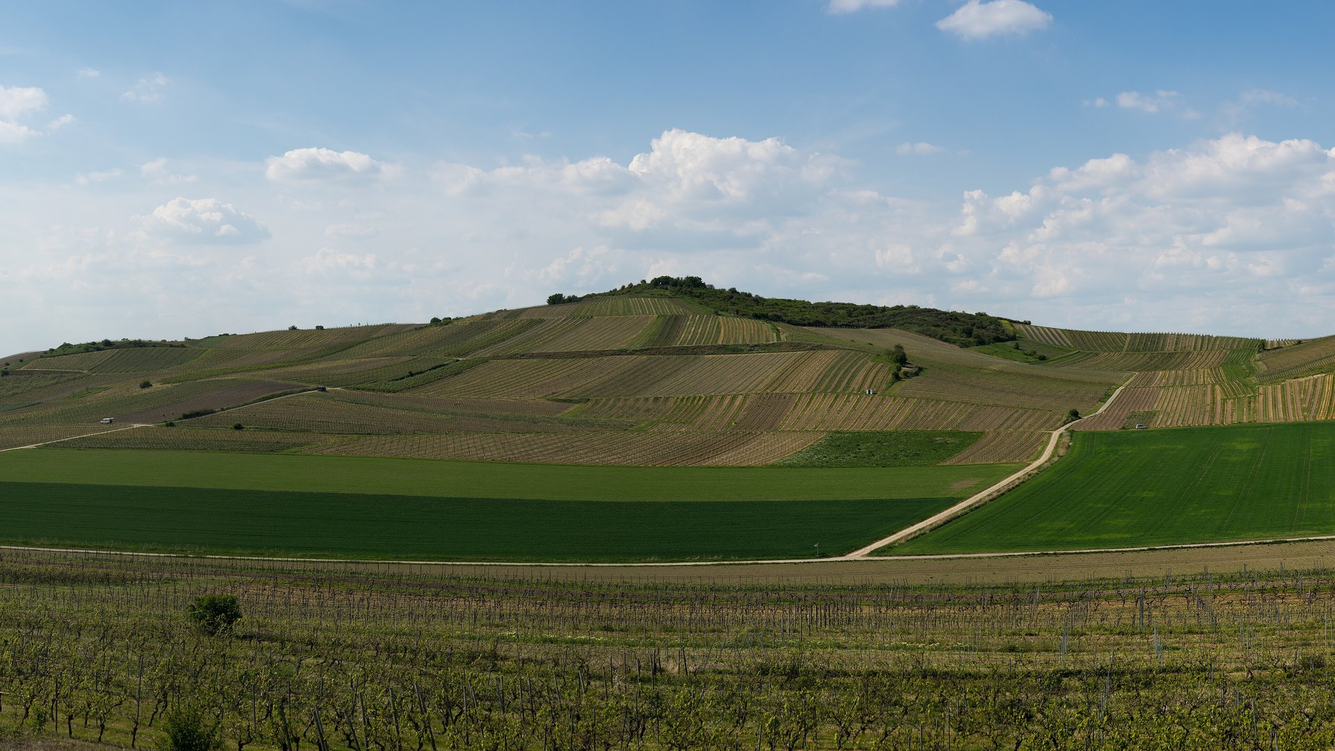 Coteau viticole du Petersberg en Hesse rhénane, la plus grande région viticole allemande